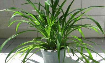 属牛的好运植物（属鼠养什么植物旺财）