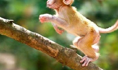 2004年属猴女运势（2004年属猴女孩一生运势）