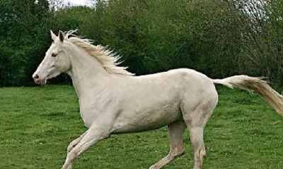 48岁属什么生肖2023本命年（2023年属虎本命年）