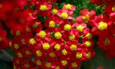 占卜花朵是啥（占卜之花是什么花）