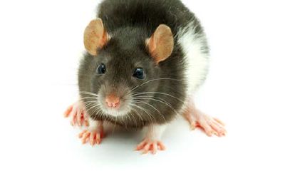 周公解梦之梦见好多老鼠（周公解梦女人梦见死老鼠）