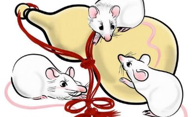 1984年属鼠男和1994年属狗女相配吗（1984年属鼠人2023年运势及运程）