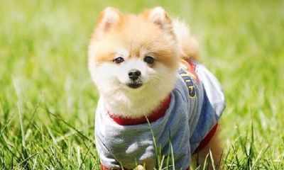 五岁属猴什么命（四月二十五属猴的命好不好）