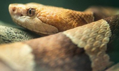 生肖蛇命中注定的情人是哪个生肖（属蛇的一生有几个情人）