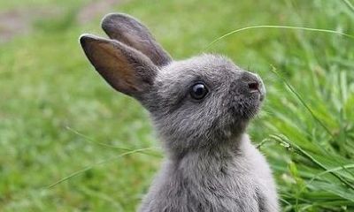 属兔的2023年事业运好不好（属兔今年运气如何）