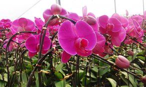 射手座的象征花是什么（射手座象征什么）