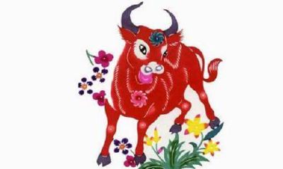 属牛的人适合做啥（属牛的人适合做什么行业）