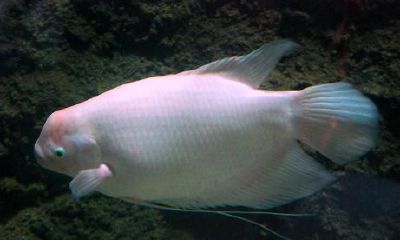 招财鱼都是白的吗（招财鱼不白是不是有问题）