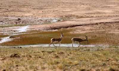 富是指什么生肖（哪些生肖属于富家生肖）