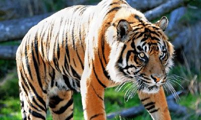 属虎的颜值咋样（属虎和属鼠的合不合）