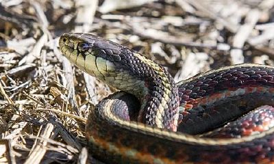 梦见蛇然后吓醒了（梦见蛇吓醒预示着什么）