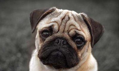 2023年生肖运势太岁羊（属羊哪年犯太岁）