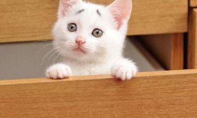 宠物猫的名字大全起名（宠物猫起名大全免费）