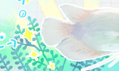 招财鱼身上有红斑怎么治（一缸能养两条招财鱼吗）