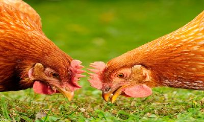 几点出生的属鸡的人好（属虎几点出生最好）