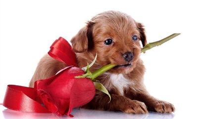 梦到大狗啥意思周公解梦（女人梦见大狗接近自己）