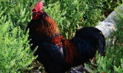 属猪婚配属鸡的好吗（属猪与属鸡婚配好不好）