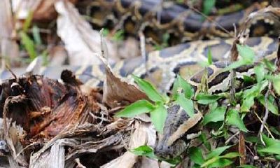 女人梦到大蟒蛇是什么寓意（女人梦见巨蟒什么预兆）