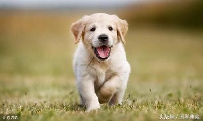 属狗人出生月份算命表（属牛的几月出生最好）