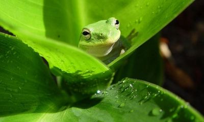 梦见去世的人养猪是怎么回事（梦见已故的奶奶养一头猪）