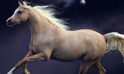 属马今天的运气运势（属马的过了32岁就顺了）