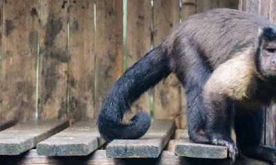 68年的猴什么时候走大运（属猴2023年谁都躲不过的劫难）