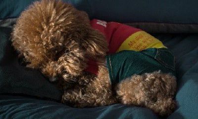 属狗男和属鼠女婚姻好吗（男方属狗女方属鼠婚姻配吗）