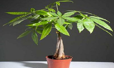 招财树叶片发软怎么办（招财树叶子下垂发蔫怎么回事）