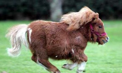 八月属马人的命运如何（2002属马的女孩的命运）