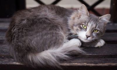 家里来猫好不好风水（家里养猫好吗风水说法）