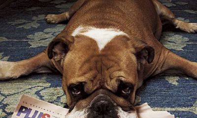 给宠物起名字怎么样才好听（宠物起名字大全）