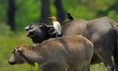 85属牛带什么吉祥物（1985年属牛佩戴什么转运）