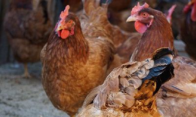 属鸡十二月哪天出生好（属猴的哪天出生最好命）