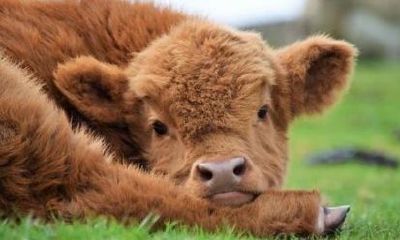 属牛的不能用哪些部首（属牛的不能用什么偏旁的字）