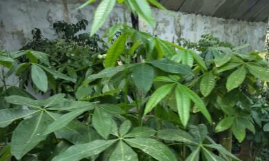 招财树的好处（招财树摆放禁忌）