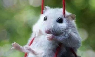 属鼠女命苦吗（为什么属鼠1996的命苦）