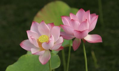 水瓶座女生对你很凶是为什么（水瓶女想嫁给你的表现）