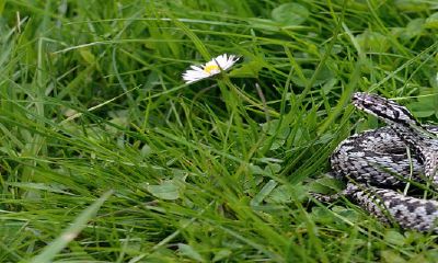 男人梦到被蛇咬到脚（女人梦见被蛇咬左脚）