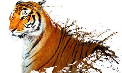 十月出生属虎的人命运怎么样（98年属虎农历十月出生最好）