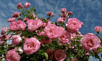 花店取名字大全免费测名（花店起什么名字招财）