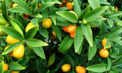 最旺财的盆景（旺人气旺财的室内盆栽）