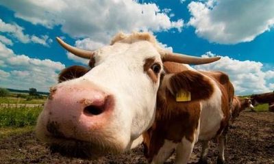 属牛的人的心（属牛的人品怎么样）