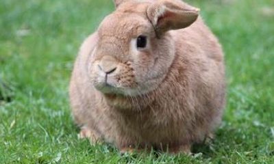 属兔今年多少大年龄（属牛的年龄表）