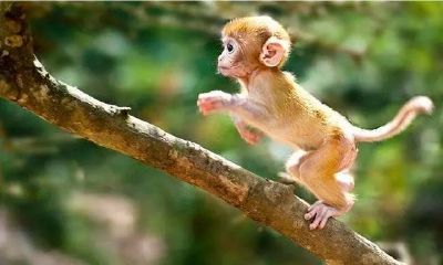 属猴的人2023年的年龄（属鼠的人年龄）