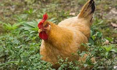 生肖兔牛年运势（属蛇哪年容易病死）