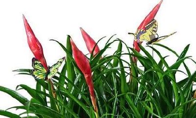 招财手开花寓意什么（招财手花的寓意是什么）