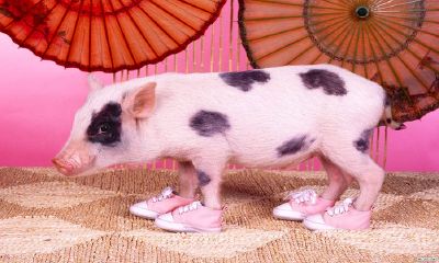 周公解梦梦见猪是什么预兆（女人梦见白猪好不好）