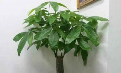 大叶招财树叶子变黑是怎么了（招财树的叶子为什么中间都发黑了）