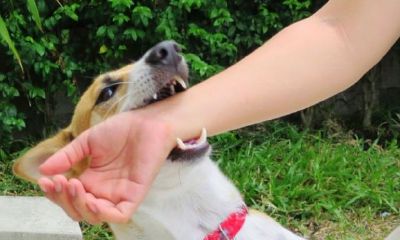 已婚女人梦见狗咬伤手指（女人梦见狗咬自己是什么意思）