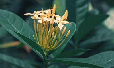 属龙的家里最好不养什么花（属蛇的家里适合养什么花）